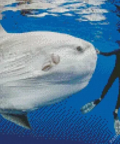Mola Fish Diamond Painting