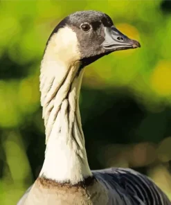 Nene Bird Diamond Painting