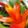 Orange Bromeliad Diamond Painting