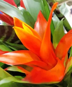 Orange Bromeliad Diamond Painting