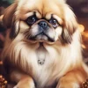 Pekingese Dog Diamond Painting