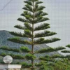 Pine Tree Diamond Painting