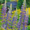 Purple Lupine Flowers Diamond Painting