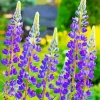 Purple Lupine Flowers Diamond Painting