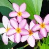 Purple Plumeria Flowers Diamond Painting