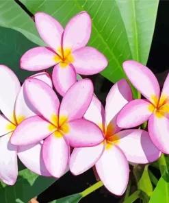 Purple Plumeria Flowers Diamond Painting