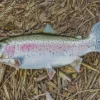Rainbow Trout Fish Diamond Painting