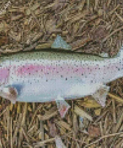 Rainbow Trout Fish Diamond Painting