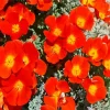 Red California Poppies Diamond Painting