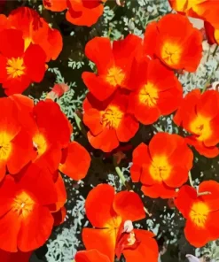 Red California Poppies Diamond Painting