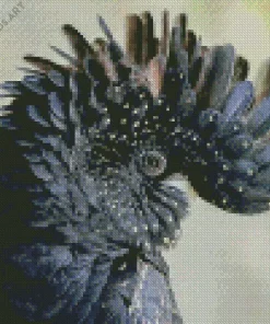 Red Tailed Black Cockatoo Diamond Painting