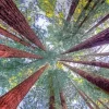 Redwood Trees Diamond Painting