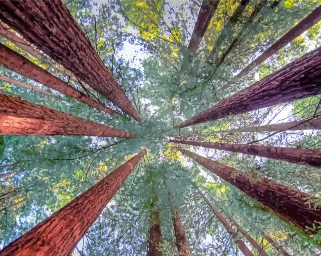 redwood trees Diamond Dotz Redwood Trees Diamond Painting