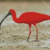 Scarlet Ibis Bird Diamond Painting