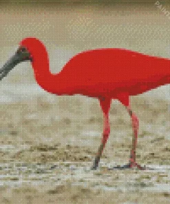 Scarlet Ibis Bird Diamond Painting