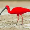Scarlet Ibis Bird Diamond Painting