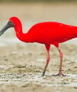 Scarlet Ibis Bird Diamond Painting