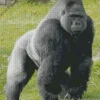 Silverback Gorilla Diamond Painting