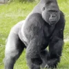 Silverback Gorilla Diamond Painting