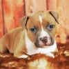 Staffordshire Bull Terrier Puppy Diamond Painting