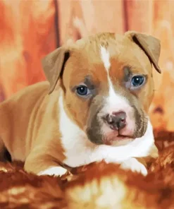 Staffordshire Bull Terrier Puppy Diamond Painting