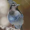 Stellers Jay Bird Diamond Painting