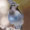 Stellers Jay Bird Diamond Painting