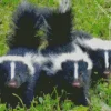 Striped Skunks Diamond Painting