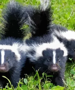 Striped Skunks Diamond Painting