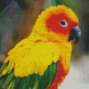 Sun Conure Bird Diamond Painting