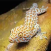 Tokay Gecko Diamond Painting