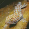 Tokay Gecko Diamond Painting