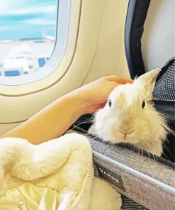 Travel With Rabbit Diamond Painting