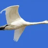 Tundra Swan Diamond Painting