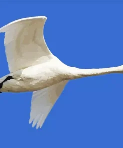 Tundra Swan Diamond Painting