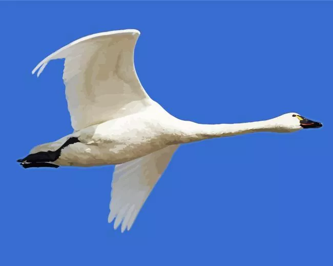 tundra swan Diamond Paints Tundra Swan Diamond Painting