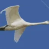 Tundra Swan Diamond Painting