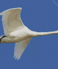 Tundra Swan Diamond Painting