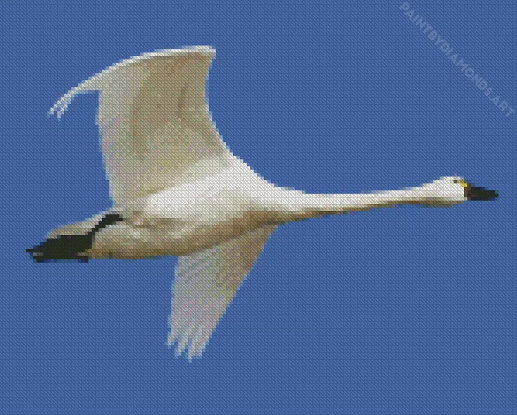 tundra swan Diamond With Numbers Tundra Swan Diamond Painting