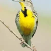 Western Meadowlark Diamond Painting