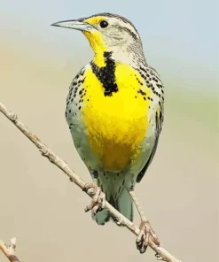 Western Meadowlark Diamond Painting