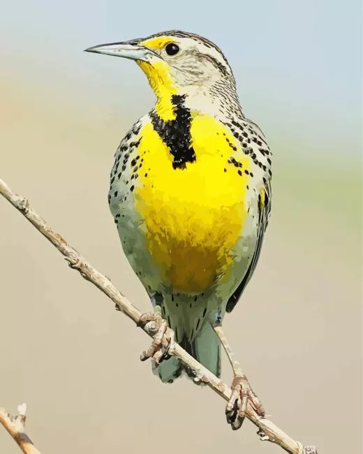 western meadowlark Diamond Paints Western Meadowlark Diamond Painting
