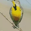 Western Meadowlark Diamond Painting