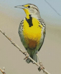 Western Meadowlark Diamond Painting