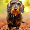 Wire Haired Dachshund Diamond Painting