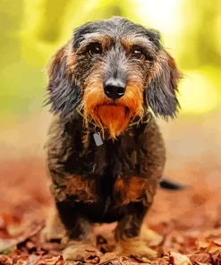 Wire Haired Dachshund Diamond Painting