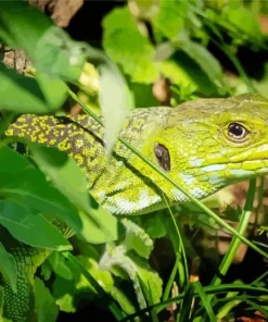 European Green Lizard Diamond Painting