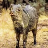 Peccary Animal Diamond Painting