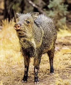 Peccary Animal Diamond Painting