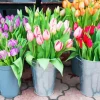 Tulip Buckets Diamond Painting